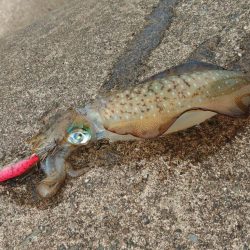 今年はアオリイカが多いのか少ないのか